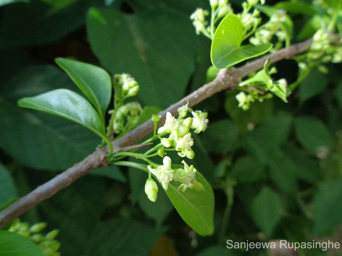 Canthium coromandelicum (Burm.f.) Alston